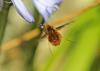 Bombylius major